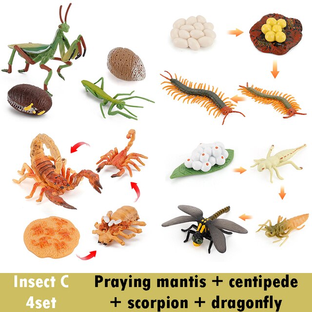 Bordo del ciclo di vita animale in legno giocattoli per bambini supporti didattici Montessori ciclo di crescita delle piante modello Set giocattoli educativi per la scienza della vita: Insect C