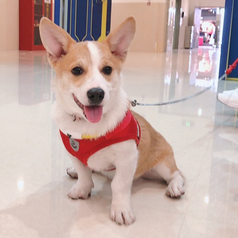 Harnais réfléchissant pour chiens | Harnais et laisse pour animaux de compagnie en mailles, Set de harnais pour petits chiens, Chihuahua Corgi, chaîne pour chiens, szelki dla psa