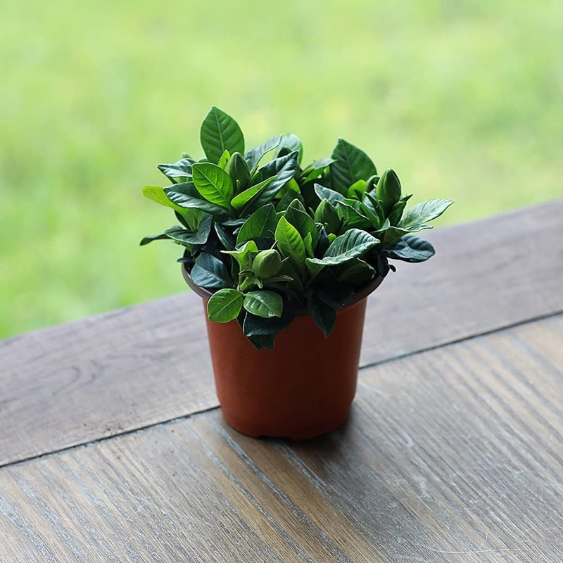 Maceta de plástico para plantas de maceta de vivero, macetas de escritorio para plantas en maceta, macetas para plantar 3 tamaños y cantidades
