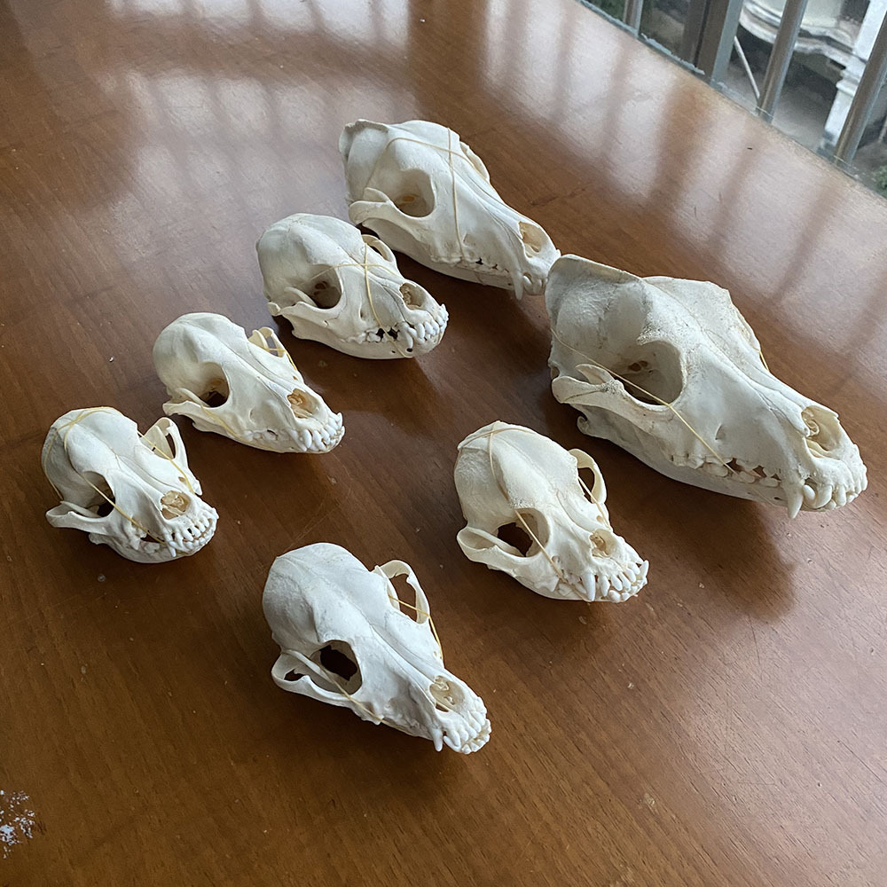 1pcs real Animal Skull specimen Collectibles Study Unusual Halloween &amp;
