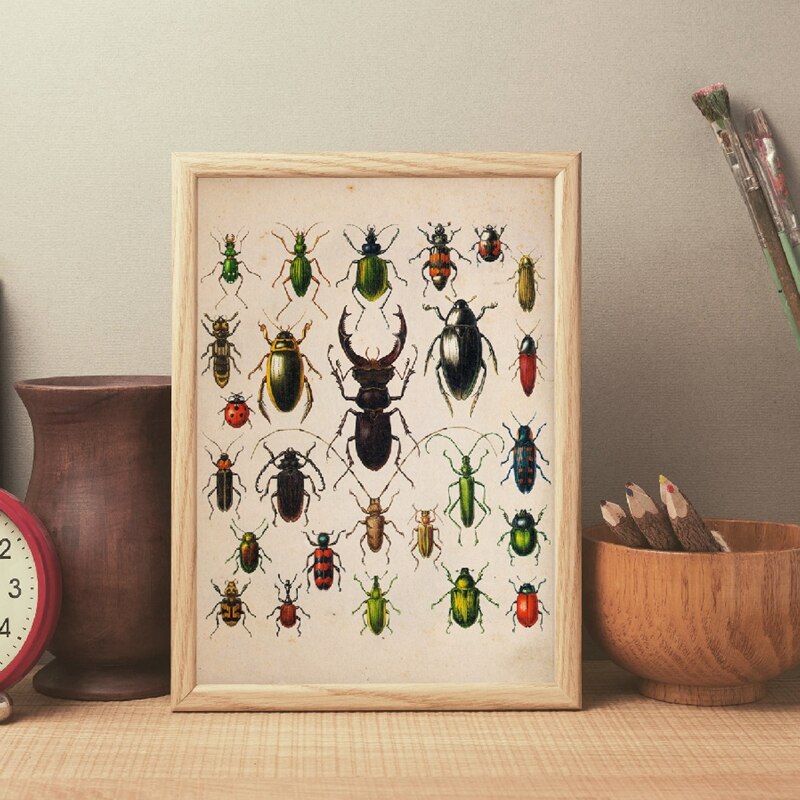 Kever Collection Vintage Poster En Print Insect Antieke Illustratie Wall Art Picture Home Decor Retro Poster Kraftpapier