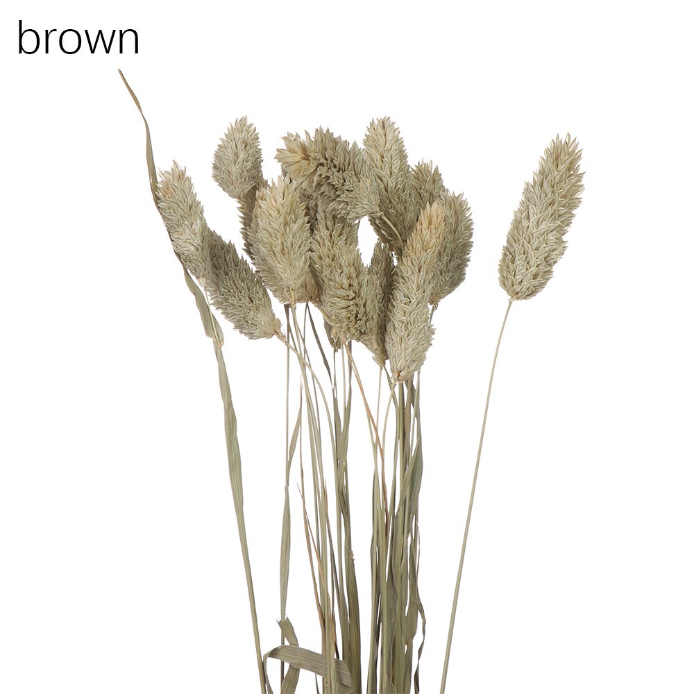 50 st kawaii glad blomma naturlig liten torkad blomma pressade torkade blommor mini dekorativt arrangemang foto bakgrundsdekoration: Brun 20 st