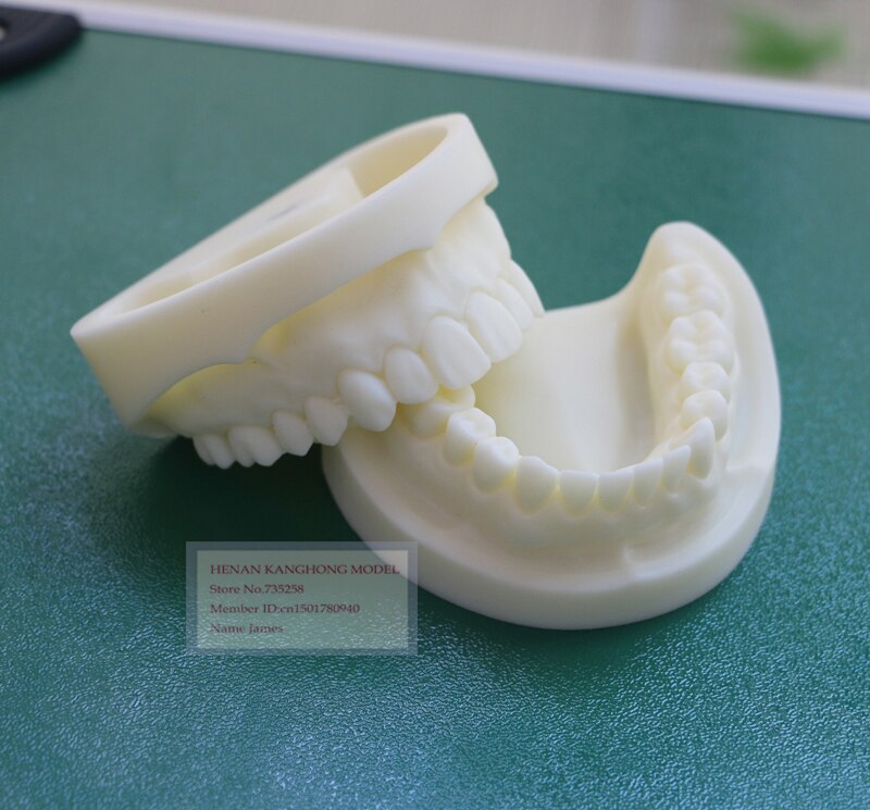 Wit korund tand model, Tand systeem voor praktijk model, Tand model, Dental model