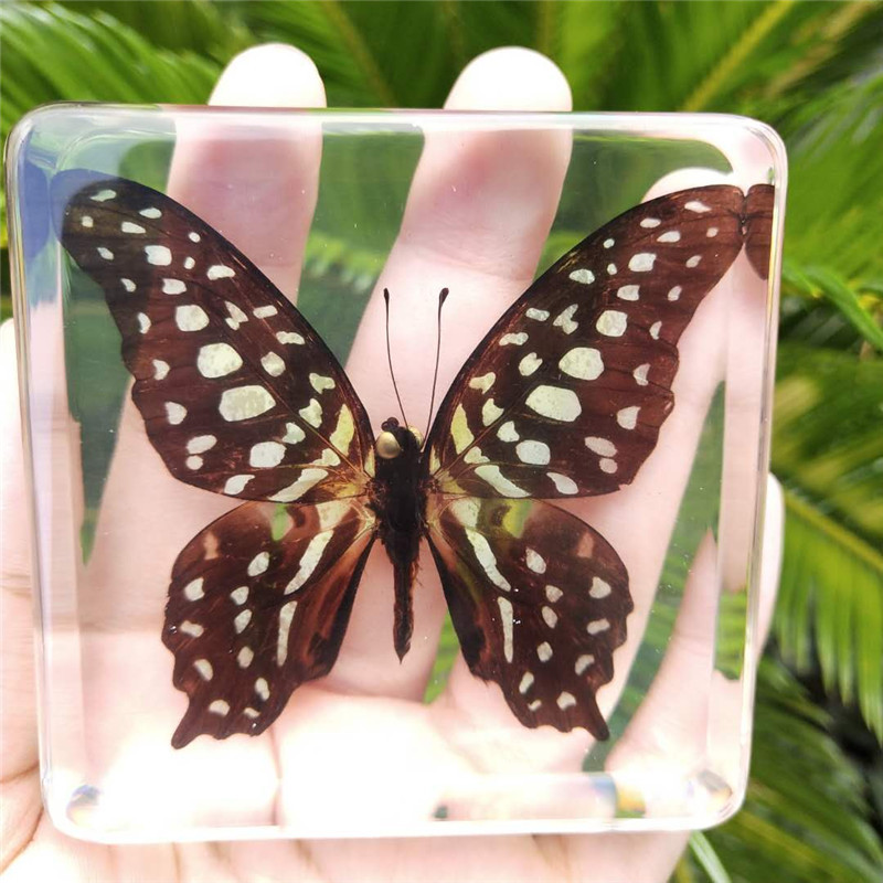 Animal Specimen Onderwijs Kinderen Speelgoed Dier Vlinder Hars Specimen Amber Goederen Van Voor Display Eerder Dan Voor Dragonfly