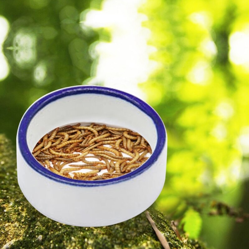 Curated visual reference: Fresh Look at 2022 Reptile Bowls Terrarium Feeding Worm Dish Rep