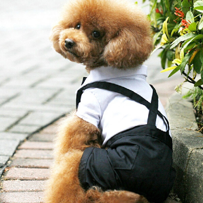 Ropa formal de cuatro patas para mascotas, trajes de otoño, ropa para patas con tirantes, vestidos para perros, lazos, suministros para mascotas