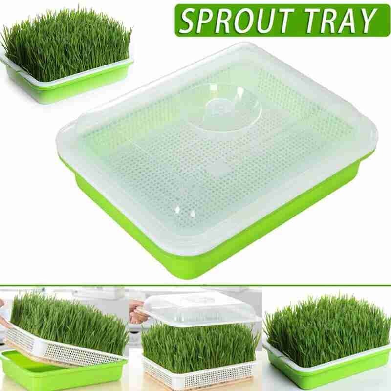 Green Seed Sprout Planting Plate With Cover Pea Bean Pot Wheatgrass Hydroponic Tray Sprouter Home Germination Seedling Syst M3X4