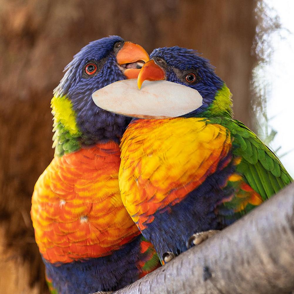 10Pcs Inktvis Bone Voor Papegaai Natuurlijke Cuddle Bone Chew Speelgoed Kauwen Cuttlebone Inktvis Bone Chewing Vogels Training Papegaai