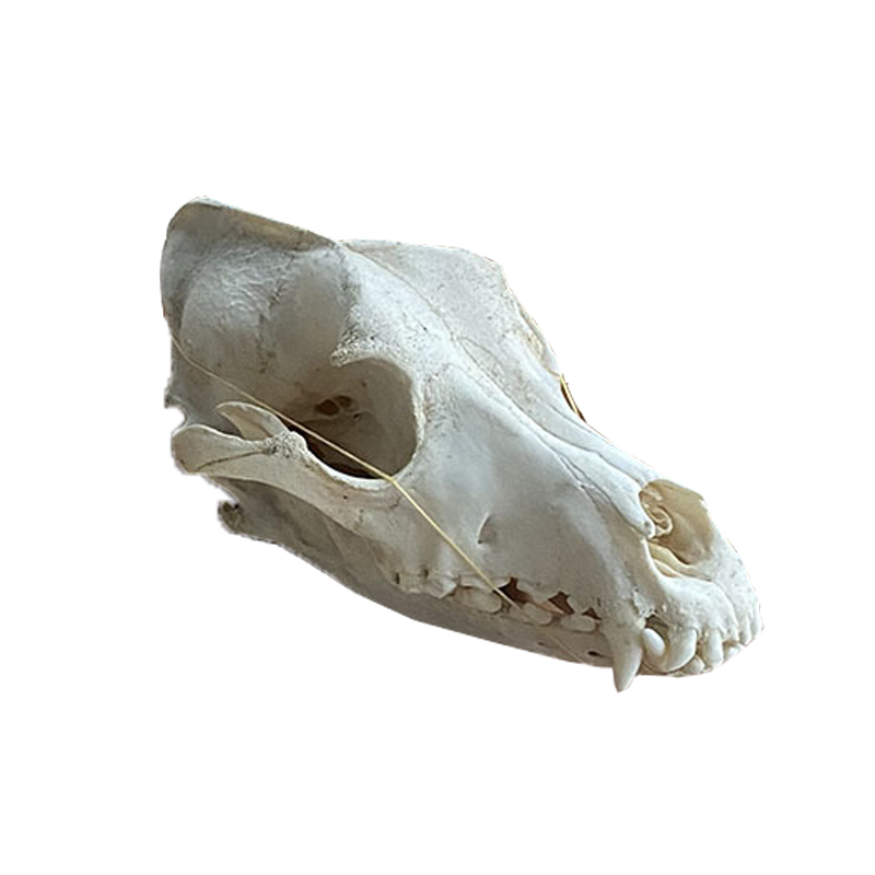 1pcs real Animal Skull specimen Collectibles Study... – Vicedeal