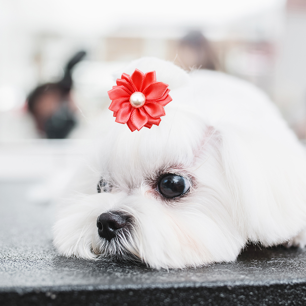 50/100/200 Uds. Banda de goma de flores, lazos para el pelo de perro, accesorios para el cabello de gato con perlas, lazos para el pelo para el cuidado de perros y gatos, lazo para topete para mascotas