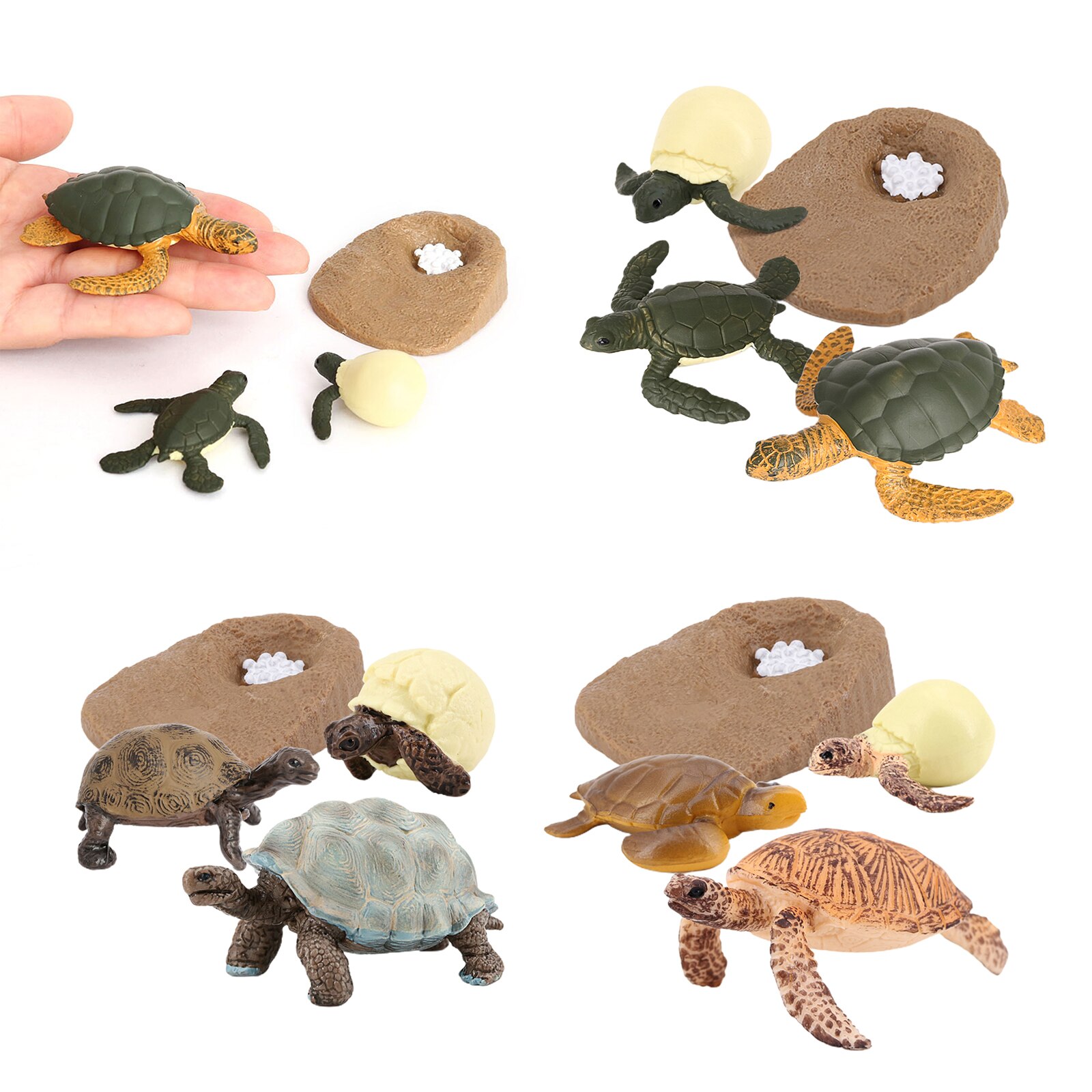 Modèle de Cycle de vie de tortue de mer 4 étape de croissance jouets de biologie Cognitive d'éducation d'enfants