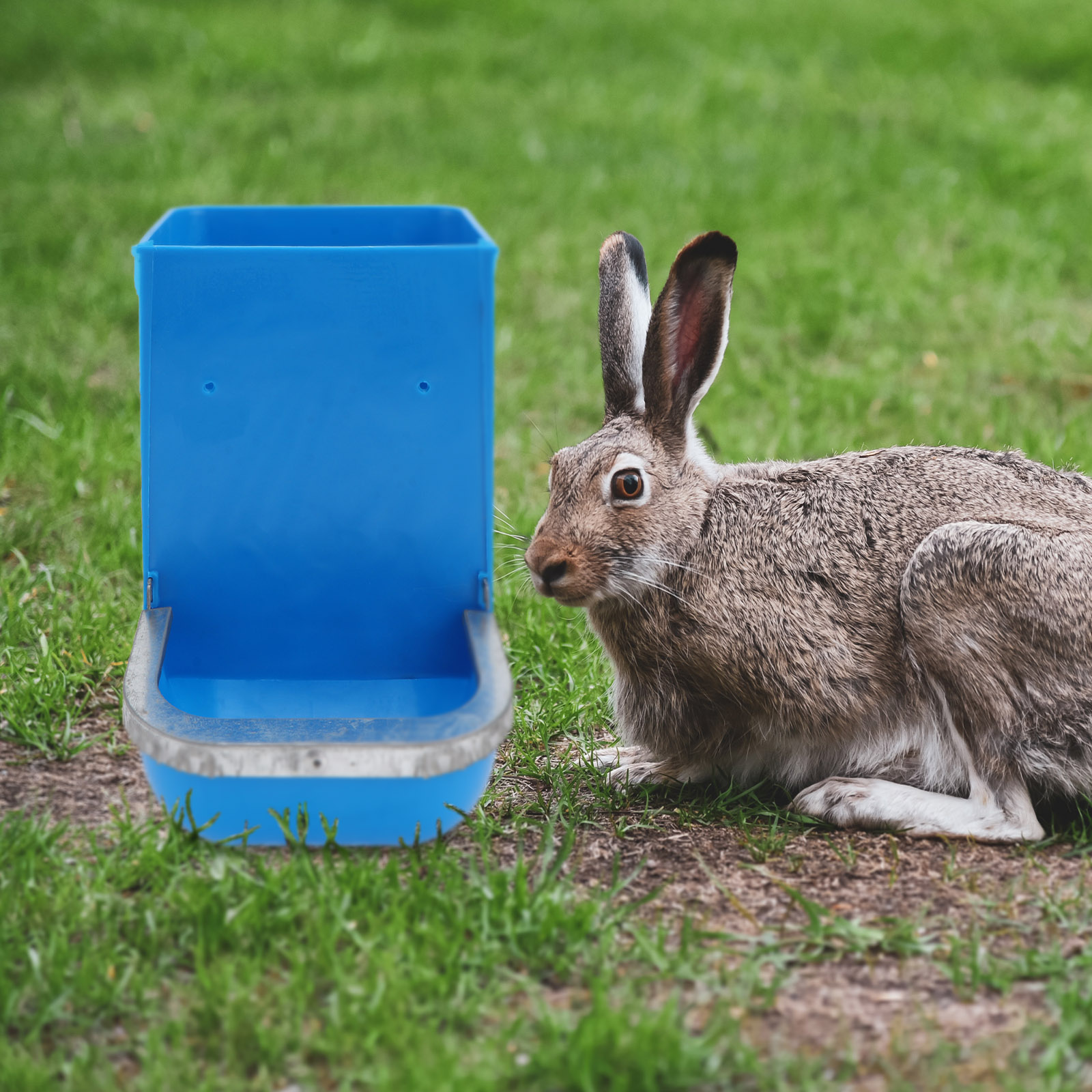 3pcs Rabbit Food Bowl Large Capacity Feeder Poultry Feed Bucket Chicken Feeder Random Color