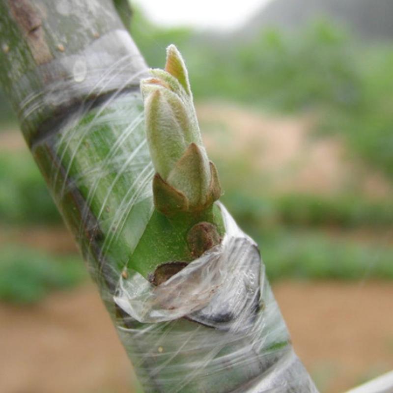 2cmx100m Grafting Tape Stretchable Self Adhesive Grafting Film Special Fruit Tree Grafting Tool Garden Bind Tape