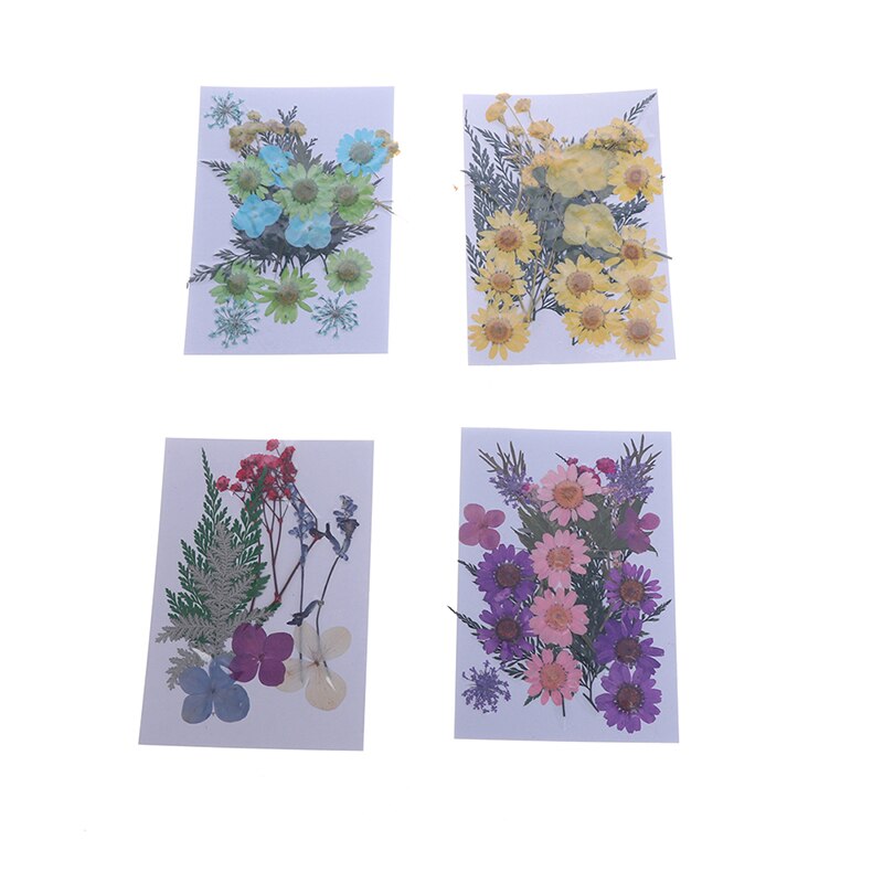 Dried Flowers specimen Pressed Scrapbook Bookmark Card DIY Art Craft Decor