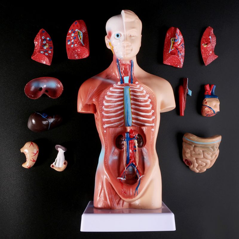 Human Torso Body Model Anatomie Anatomisch Medische Interne Organen Voor Onderwijs