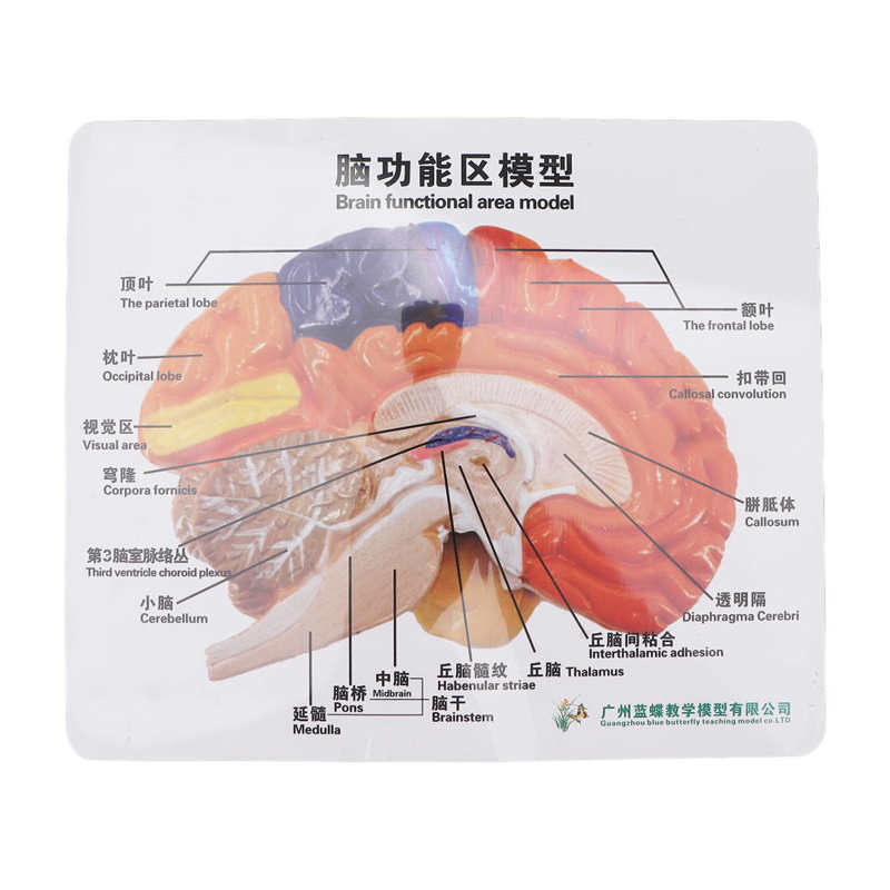 Anatomische Hersenen Gemonteerd Model Kleur Gepartitioneerd Human Brain Anatomisch Model Voor Onderwijs Gebruik