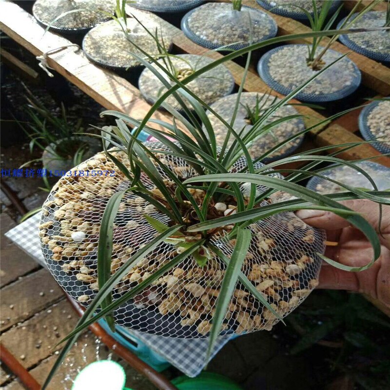 10m Cylinder mesh nets Folding nets Flowerpot protective sleeve Gardening net Gardening ne kitchen food receive mesh bag Bonsai