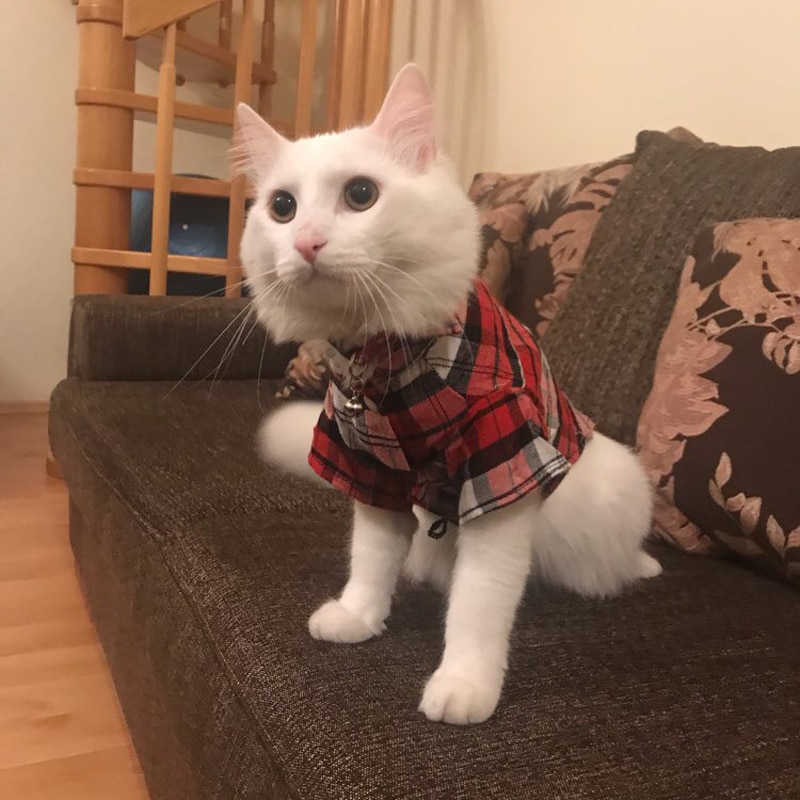 Letnia moda ubrania dla kota Plaid kot domowy koszule kamizelka dla małych kotów psy koszula odzież Puppy Kitten stroje materiały
