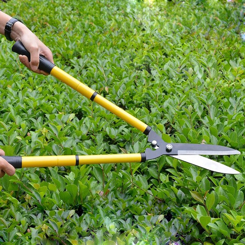 Cisaille à manche long pour arbres fruitiers, sécateur de jardinage, outils de greffage