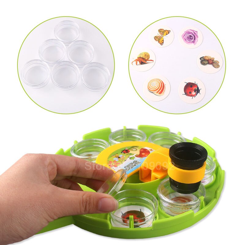 Insect observation science microscopy experimental tools ornamental rocks flowers leaves insects shells crystals minerals