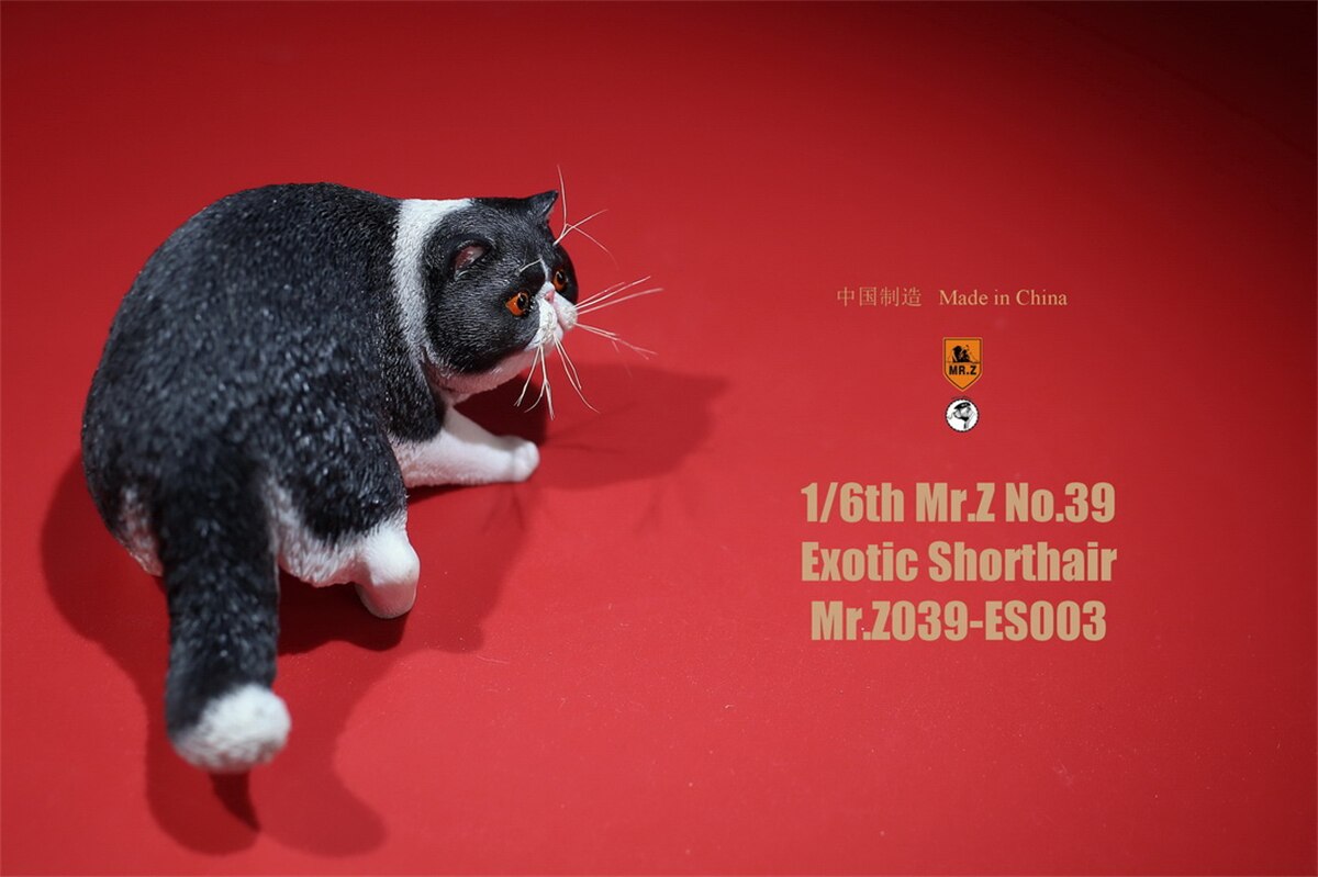 Mr.Z Studio 1:6 Exotic Shorthair Cute Cat Pet Animal Model Collector Toys Kitten Small Accessories Decoration simulation: 003