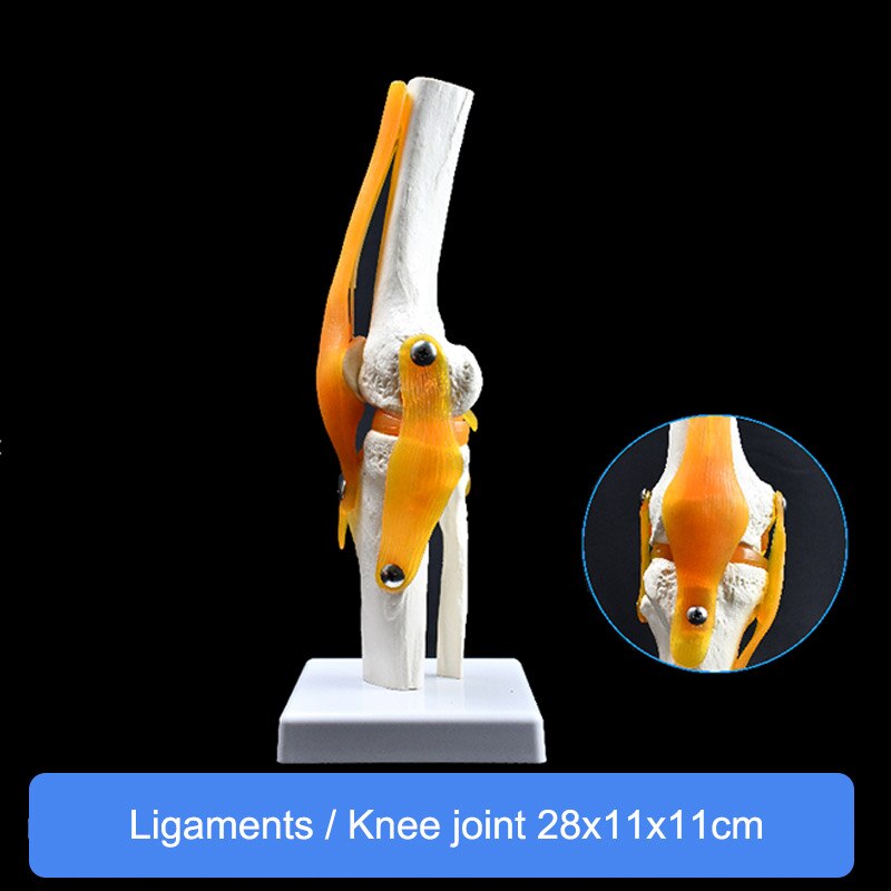 Anatomisches Handknochengelenkmodell - PVC Handskelett Für Medizinunterricht 25cm