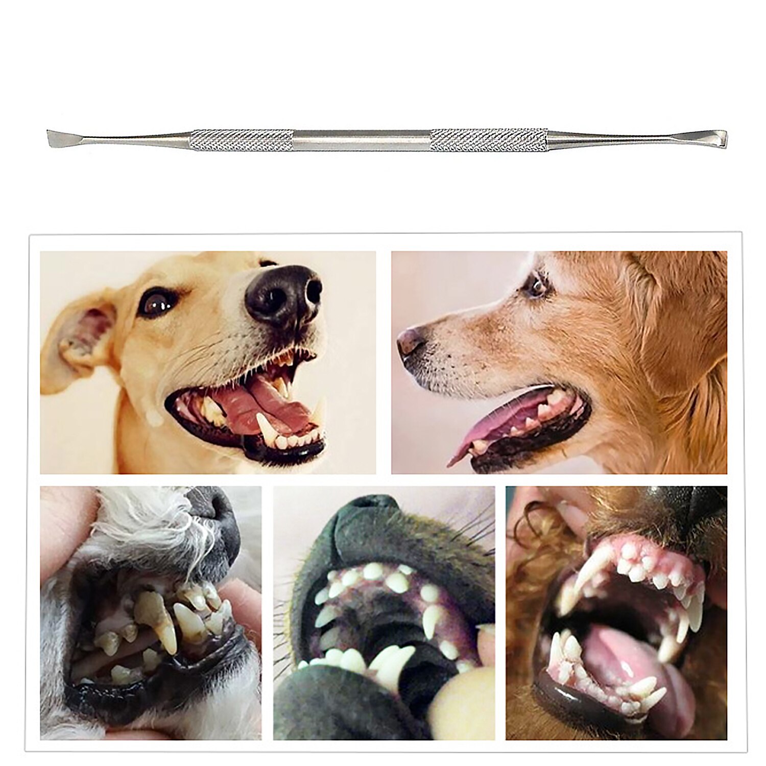 Dobbelthovedet rustfrit stål kæledyr tandstensfjerner stenfjerner skraber scaler til hund kat tand tand mundhygiejne sundhedspleje værktøjer