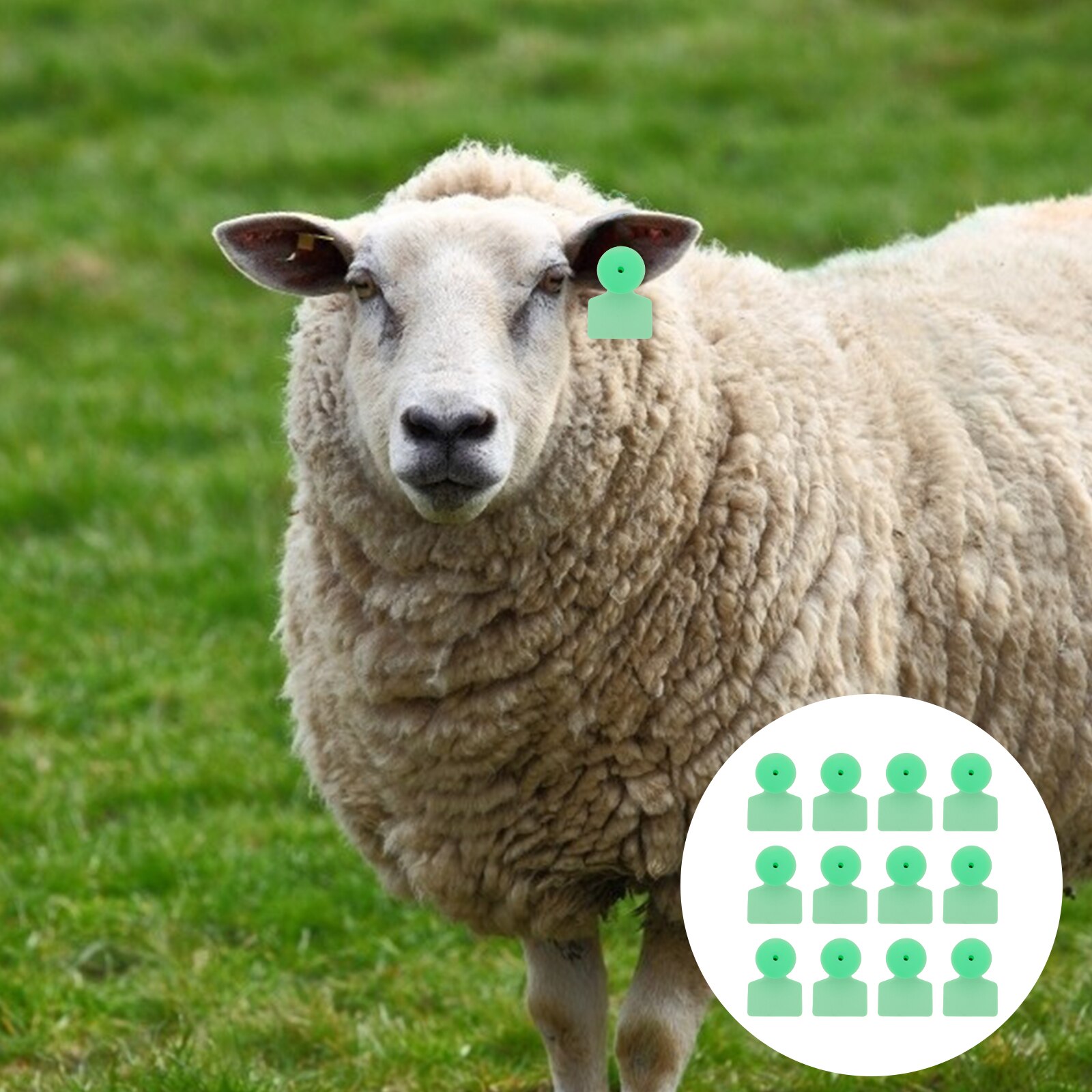 Atyhao étiquette D'oreille D'animal 100 Pièces D'étiquette D'oreille En