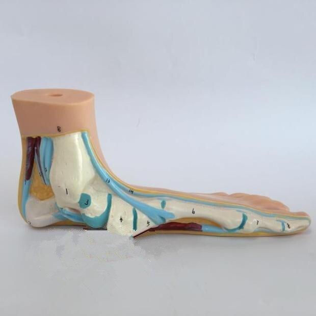 Anatomie médicale pied humain pied Normal pied plat et arqué modèle d'anatomie modèle de croquis humain pieds plats pieds hauts arqués modèle: flat
