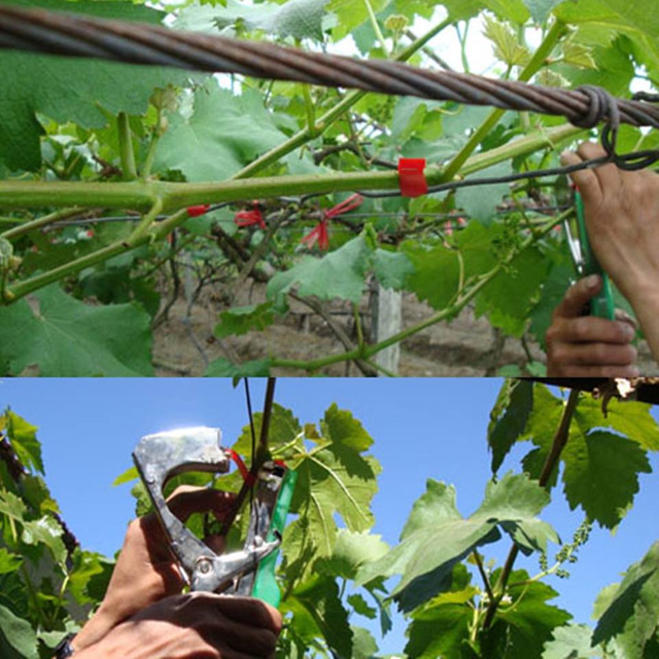 Vinstockar gren växt hand bindning tejp jordbruks verktyg slips häftapparat växt för frukt beskära form tillväxt trädgård verktyg maquina flex tejp