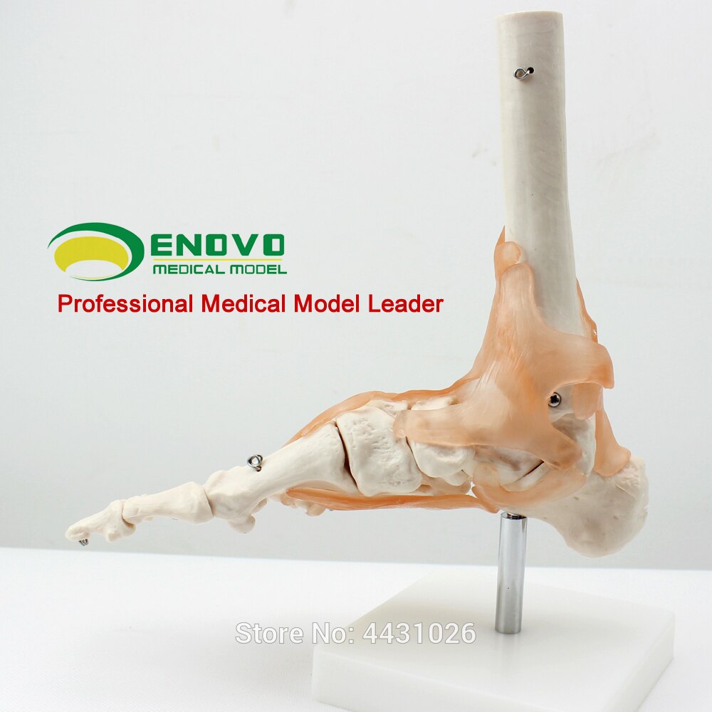 ENOVO Een anatomisch model van de menselijke voet gezamenlijke van de menselijke voet joint