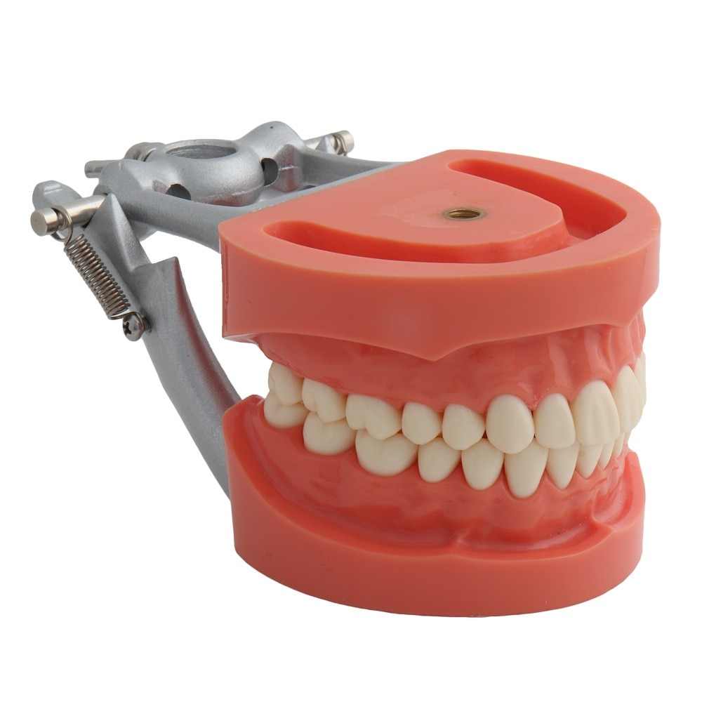 Dental Model Teeth Model Teaching Model Standard Model with 32 Screw-in Teeth Demonstration Teeth Model Fit Nissin Hard Gums