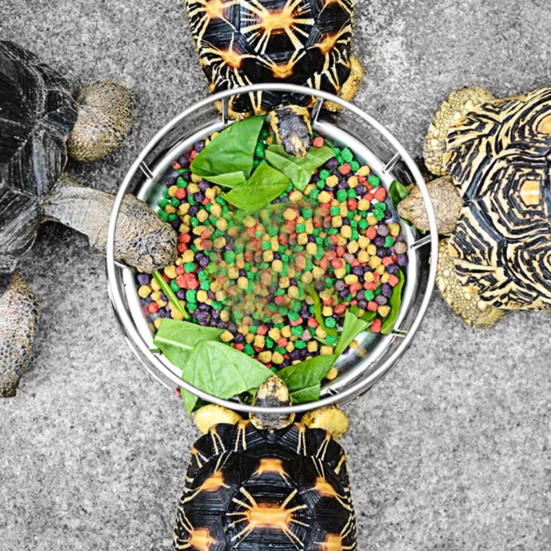 Schildpad Drinken Kom Schotel Schildpad Hagedis Gecko Automatische Water Dispenser Rvs Reptiel Feeder