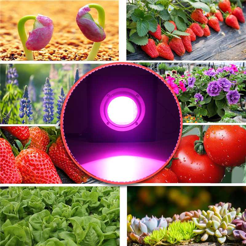 3000W COB LED Grow Light Full Spectrum 4000K for Indoor Outdoor Hydroponic Greenhouse Plant Growth Lighting lamp Waterproof