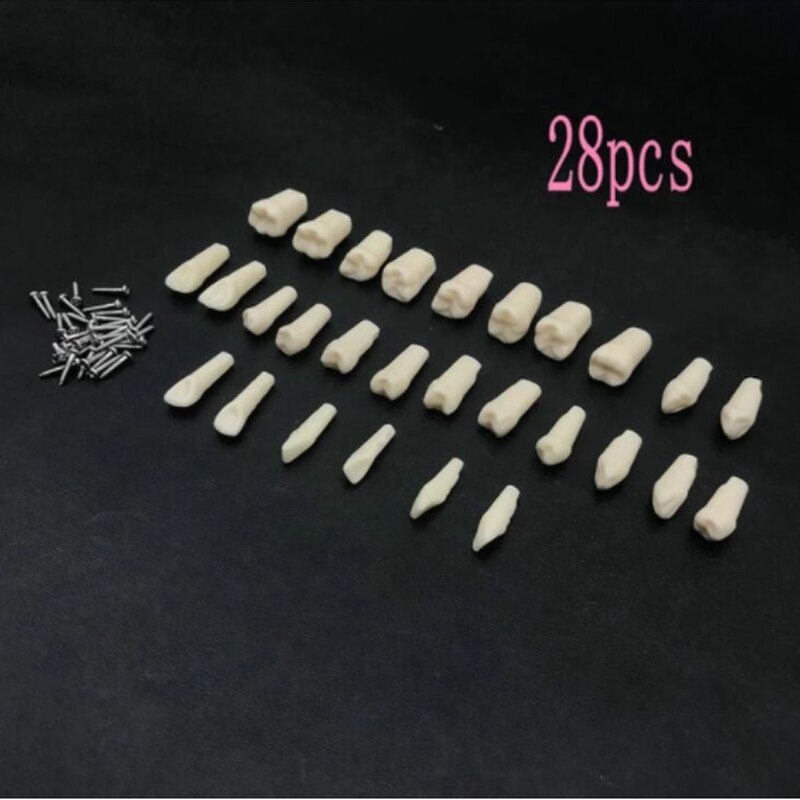 Resin Dental Model 28 Removable Teeth Model Dental Tooth Typodont Model for dentist Teaching Gum teeth model Dentistry Equipment