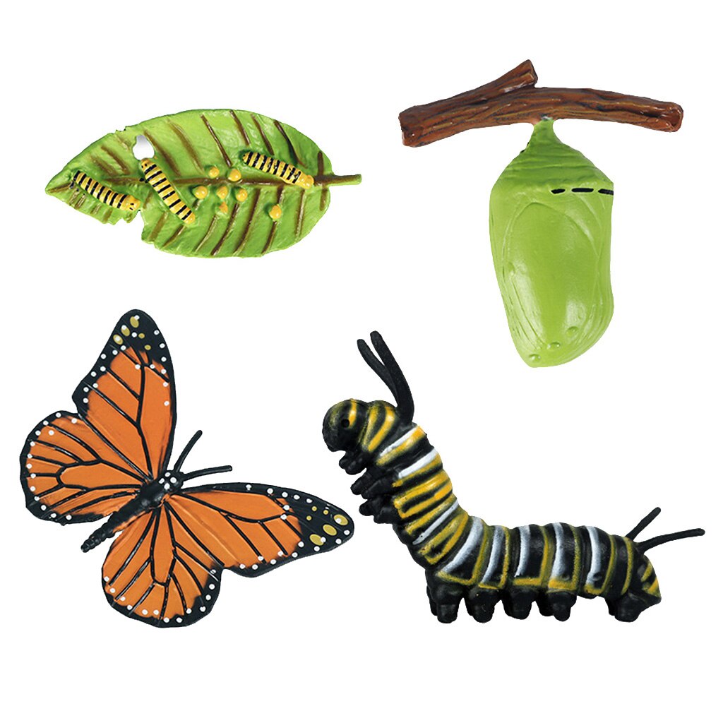 Natuur Vlinder Levenscyclus Stadia Insect Groei Cijfers Playset Pre-School