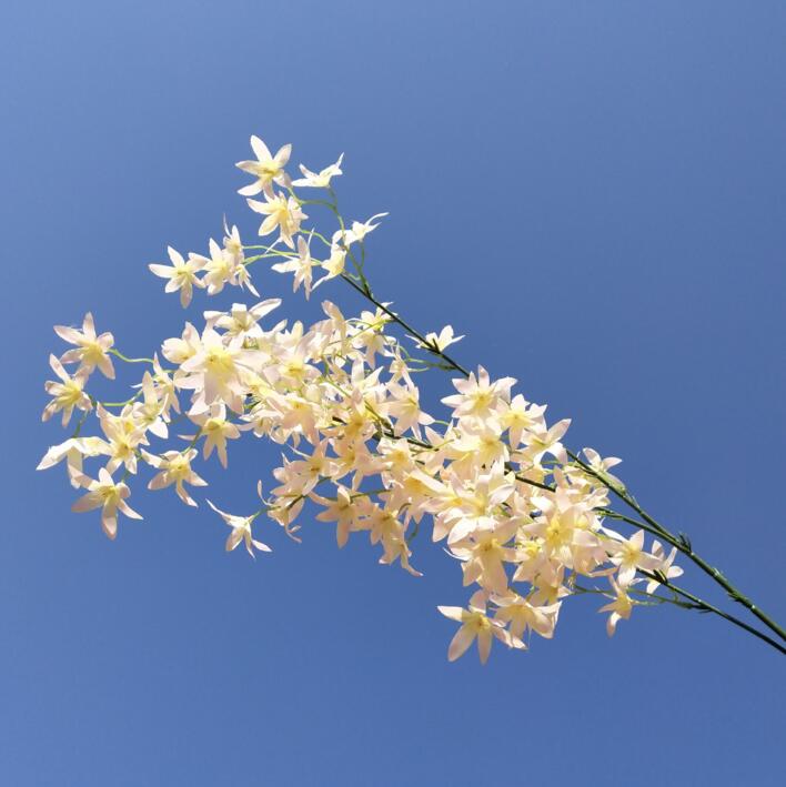 6 stk silke oncidium orkidé blomst gren dansende orkidé stilk til begivenhed bryllup træ dekoration kunstige dekorative blomster: Champagne