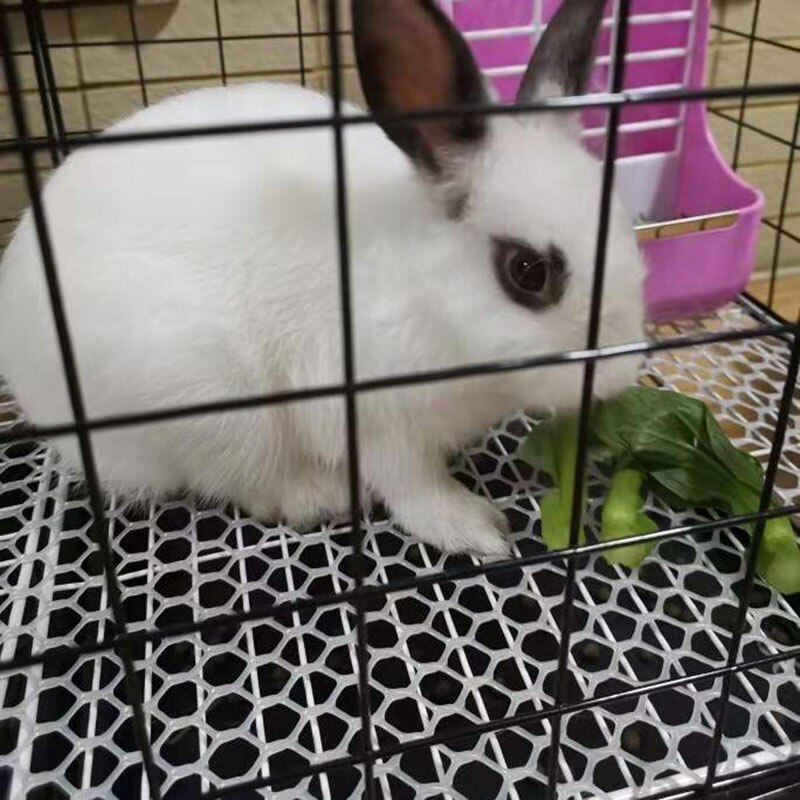 Plastic flat net farming net raising chicken, duck, goose, droppings net, poultry brooding foot mat net, balcony protective net