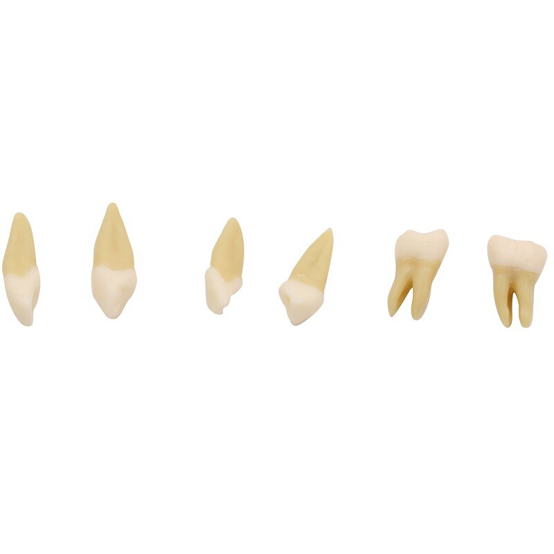Dental Standard Model with Removable Teeth Dental Study Teach Teeth Model