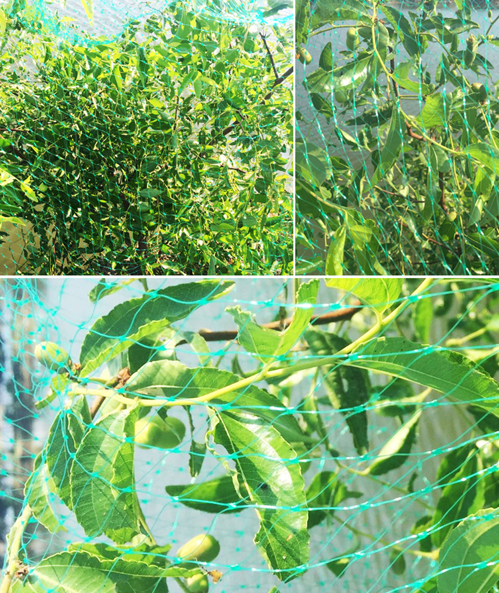 Red antiaves verde para jardín, malla duradera para proteger plantas y árboles frutales, evita que las aves, ciervos, aves de corral, el mejor cercado elástico