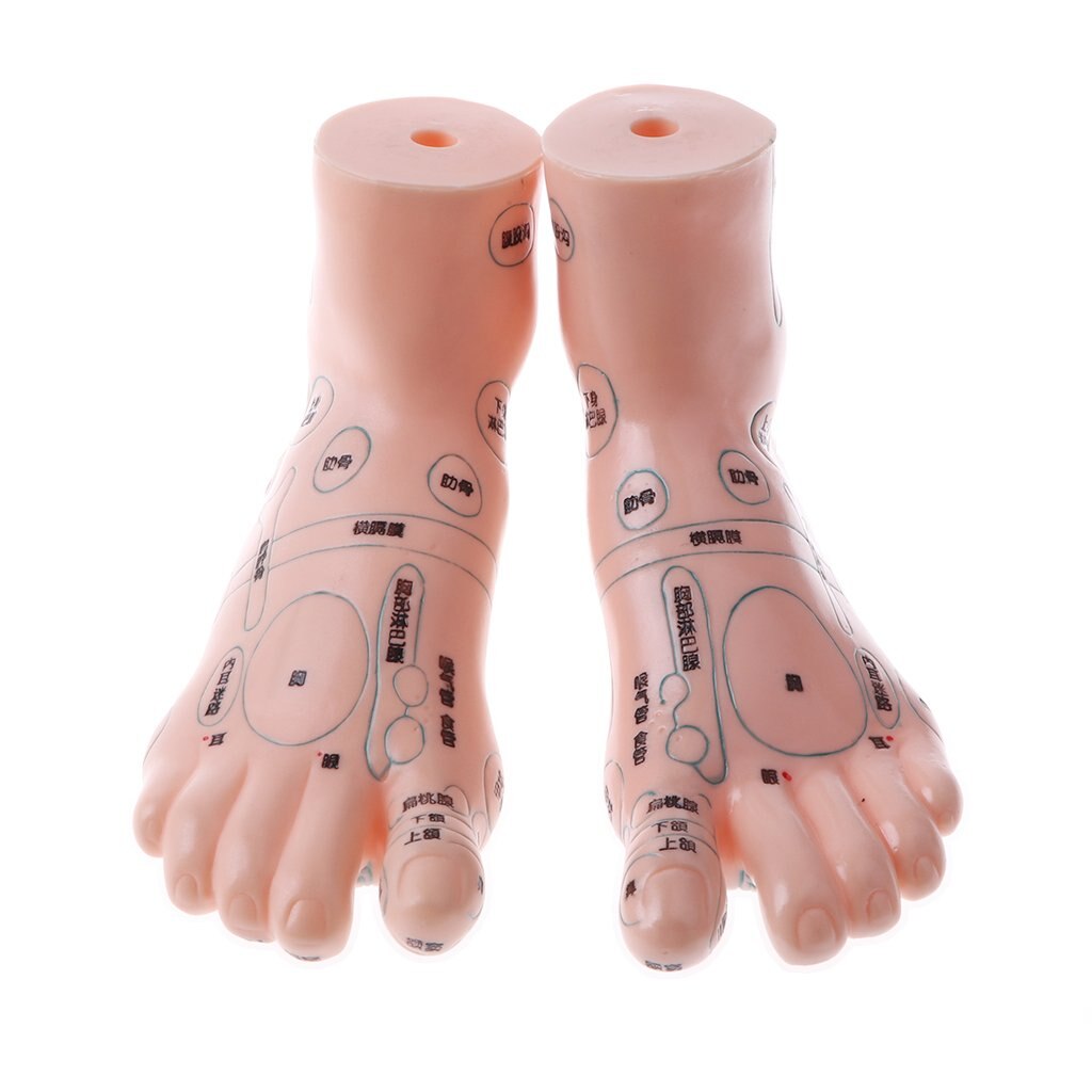 2pcs Human Foot Reflexology Acupuncture Model Massage Model with Acupoint for School Teaching Tool Learning Display Lab Supplies