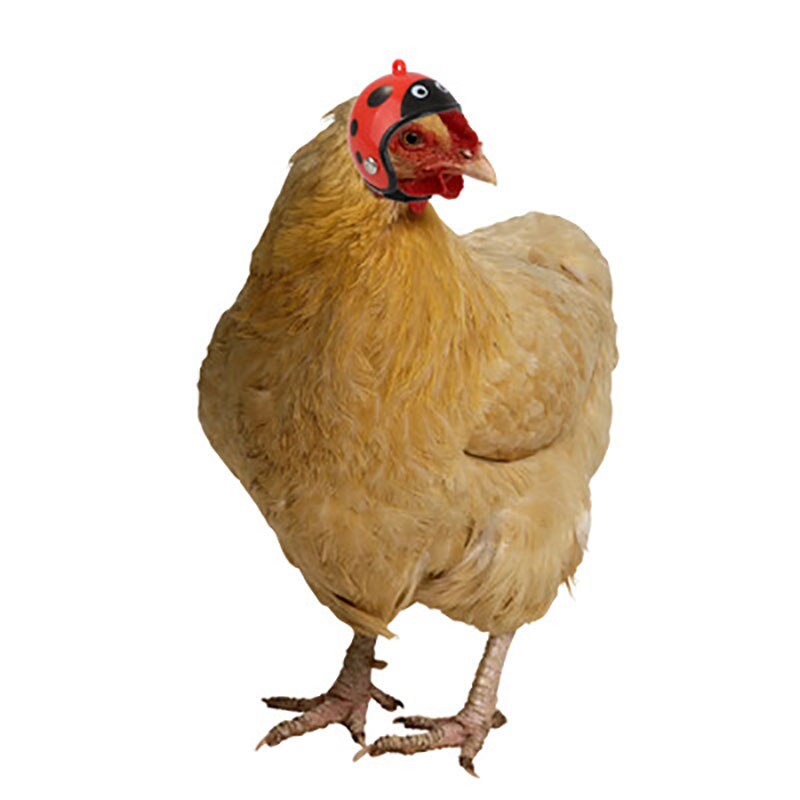 Adjustable Poultry Head Protective Duck Safety Small Pet Smash Proof Headgear Helmet Chicken Hat Accessories Cute Hard Shell