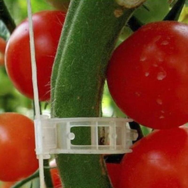 50/100 stk espalier havegrøntsager tomatvinstængler vokser opretstående støtteplanteklips til strømpebåndsplanter landbrugsredskaber