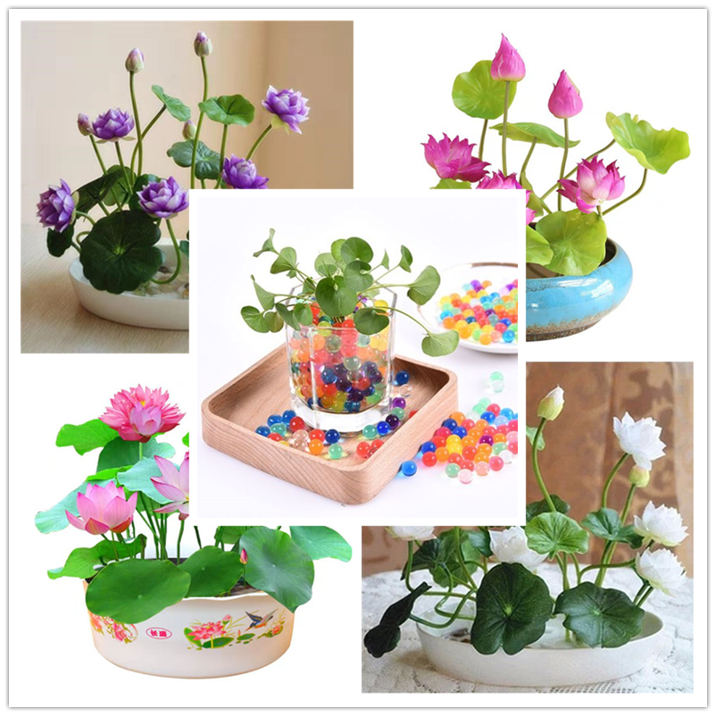Más clics para entrar en la Planta flores fruta VIP cristal barro hidrogel suelo cristalino bonsai suelo cultivar bolas juguete de chico lotu