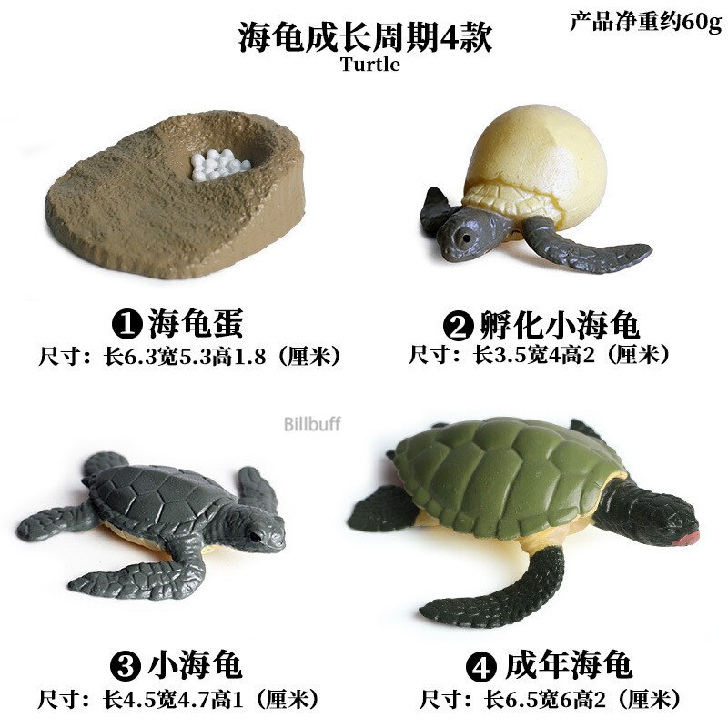 Butterfly Growth Cycle Bee Ladybug Spider Life Cycle Models Simulation Animal Model Action Figures Teaching Material For Kid: Animal Toys 13