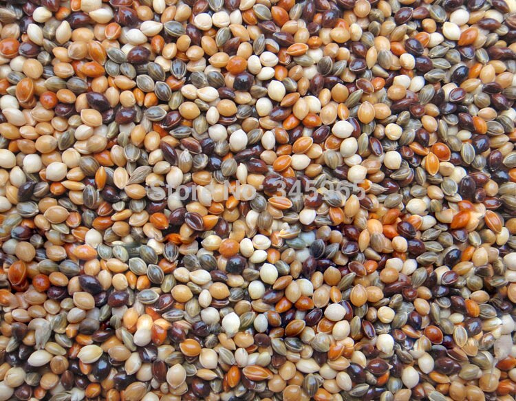 Svart vit . röd, gul och grön kvastkorn hirs blandad  . 500g