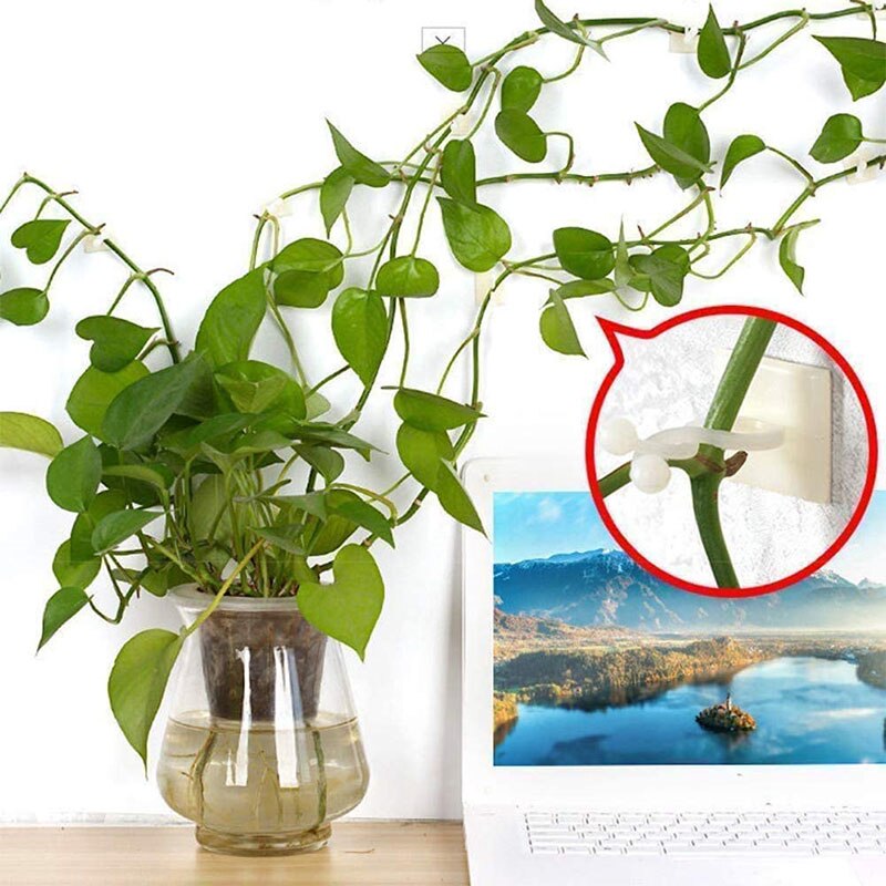 1Pack S/M/L Size Invisible Wall Plastic Clamp Clip Plant Climbing Wall Clip Wall Vines Fixture Wall Sticky Hook Holder