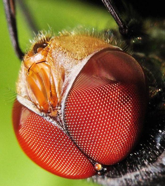 Diameter 110 mm Compound eye honey comb fresnel lens fly eye lens microlens accry lens