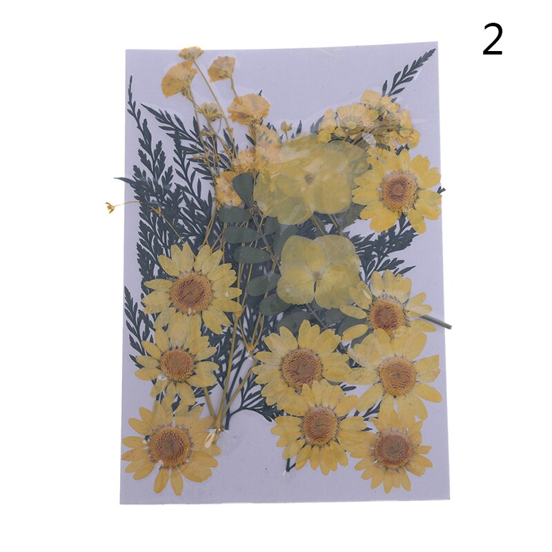 Dried Flowers specimen Pressed Scrapbook Bookmark Card DIY Art Craft Decor: 2