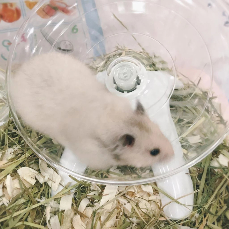 Roda de corrida para hamster de animais de estimação, disco voador mudo, eixo de aço, brinquedos, gaiola, acessórios para hamster de animais pequenos